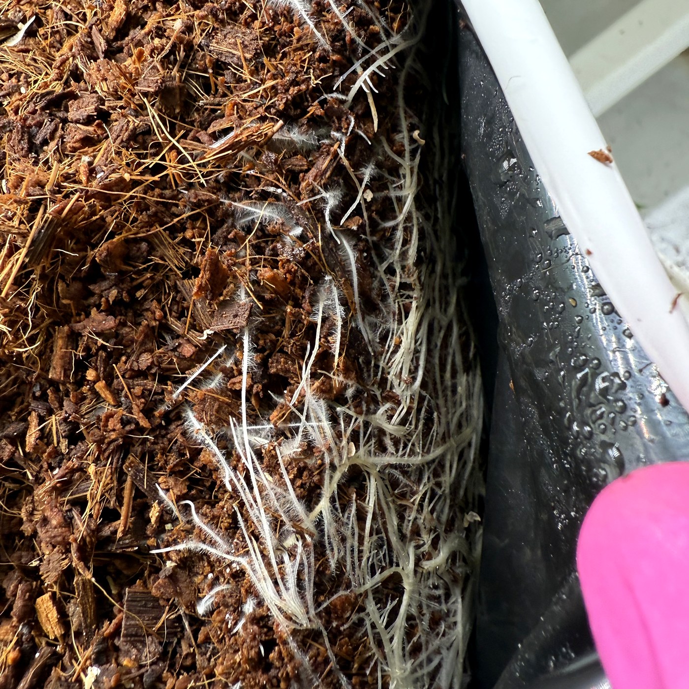 Healthy cannabis root colonization in coco